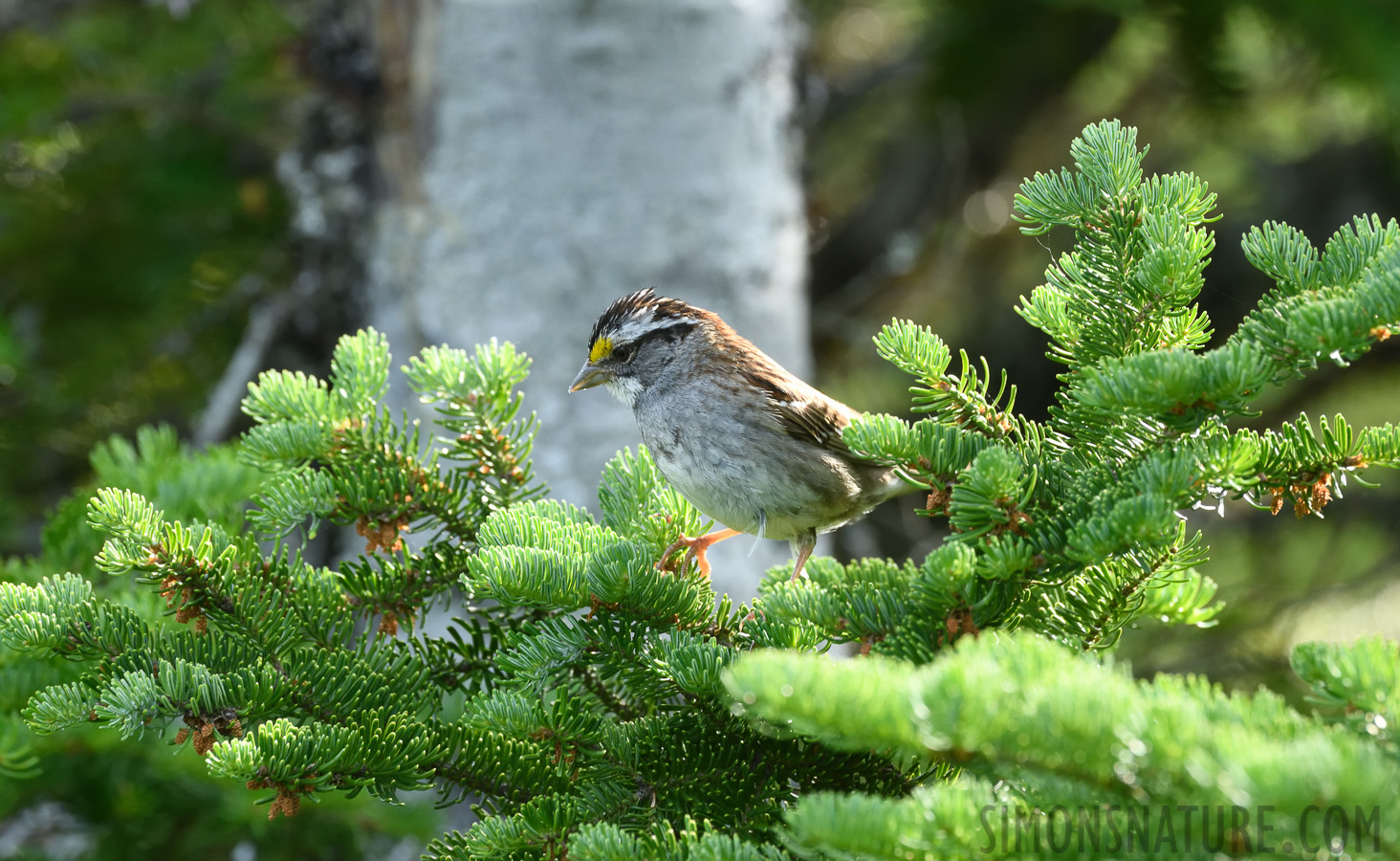 Zonotrichia albicollis [400 mm, 1/200 Sek. bei f / 8.0, ISO 1000]